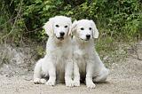 GOLDEN RETRIEVER 767